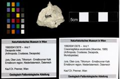 Foto (Objekt + Etiketten) von Cracensigillatus acutirostris (Moericke, 1889) 